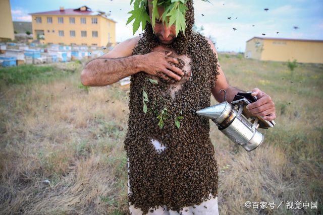 用身体当“活靶”吸引10公斤蜜蜂，土耳其养蜂人挑战吉尼斯世界纪录